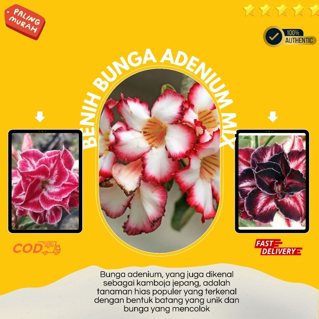 5 BIJI BENIH ADENIUM LOKAL CAMPUR IMPORT