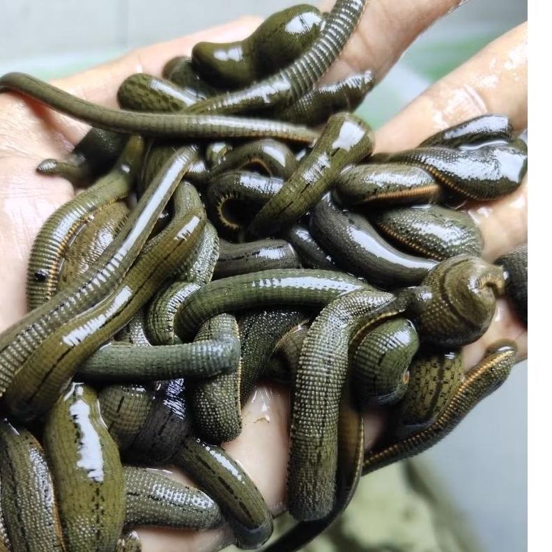 Lintah Terapi Ukuran Sedang Steril