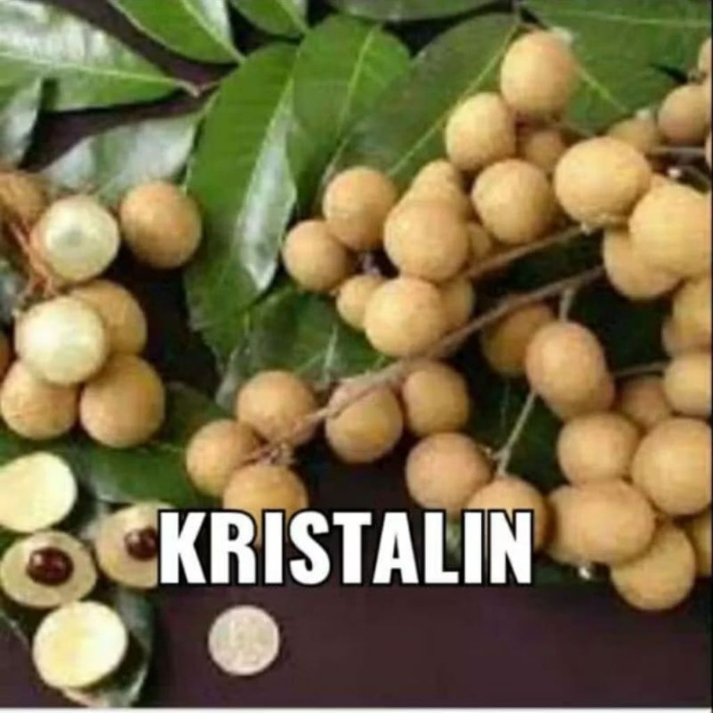 Bibit Kelengkeng Kristalin Murah ( Beli 5 gratis 1 ) Seedling