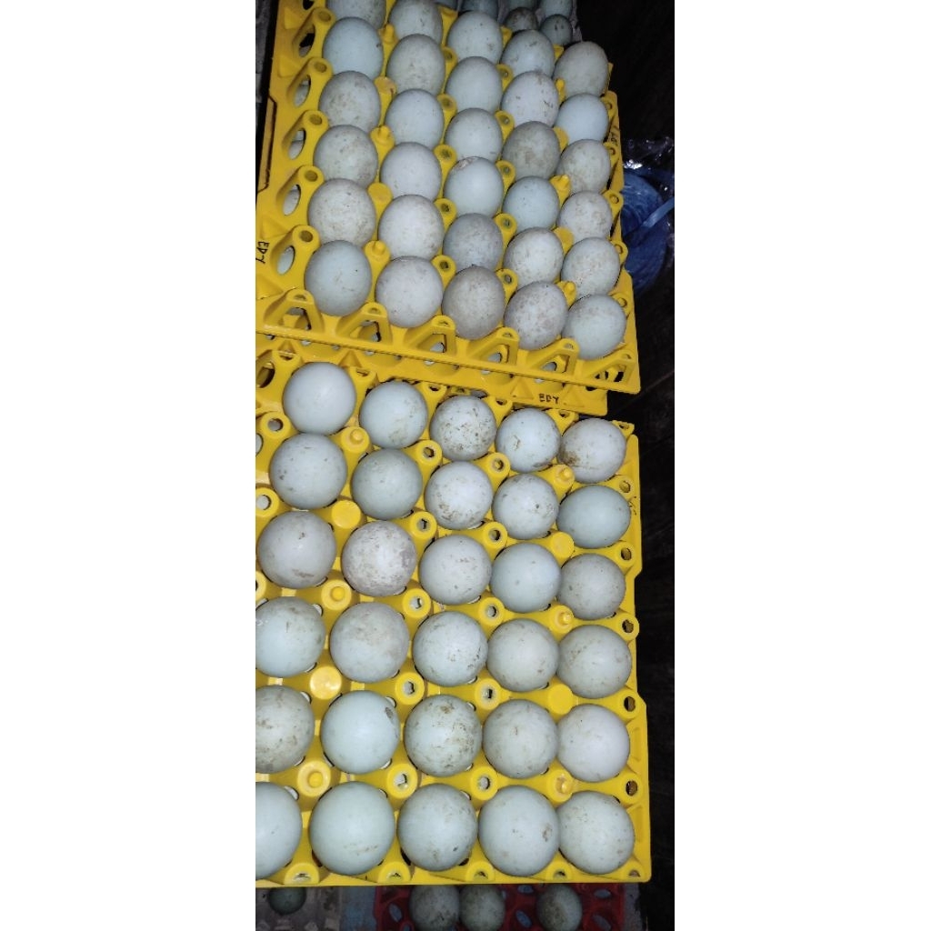 

TELUR BEBEK MENTAH MANIK ORANGE