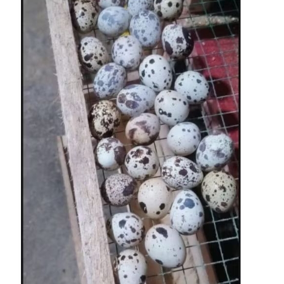 

Telur puyuh fertil paket 100 butir (Telur puyuh bisa ditetaskan)