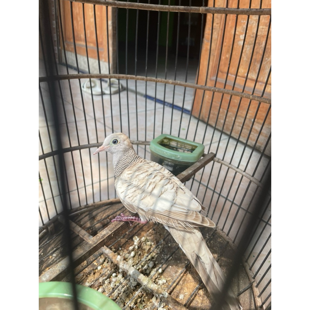 Perkutut silver rondo semoyo gacoran