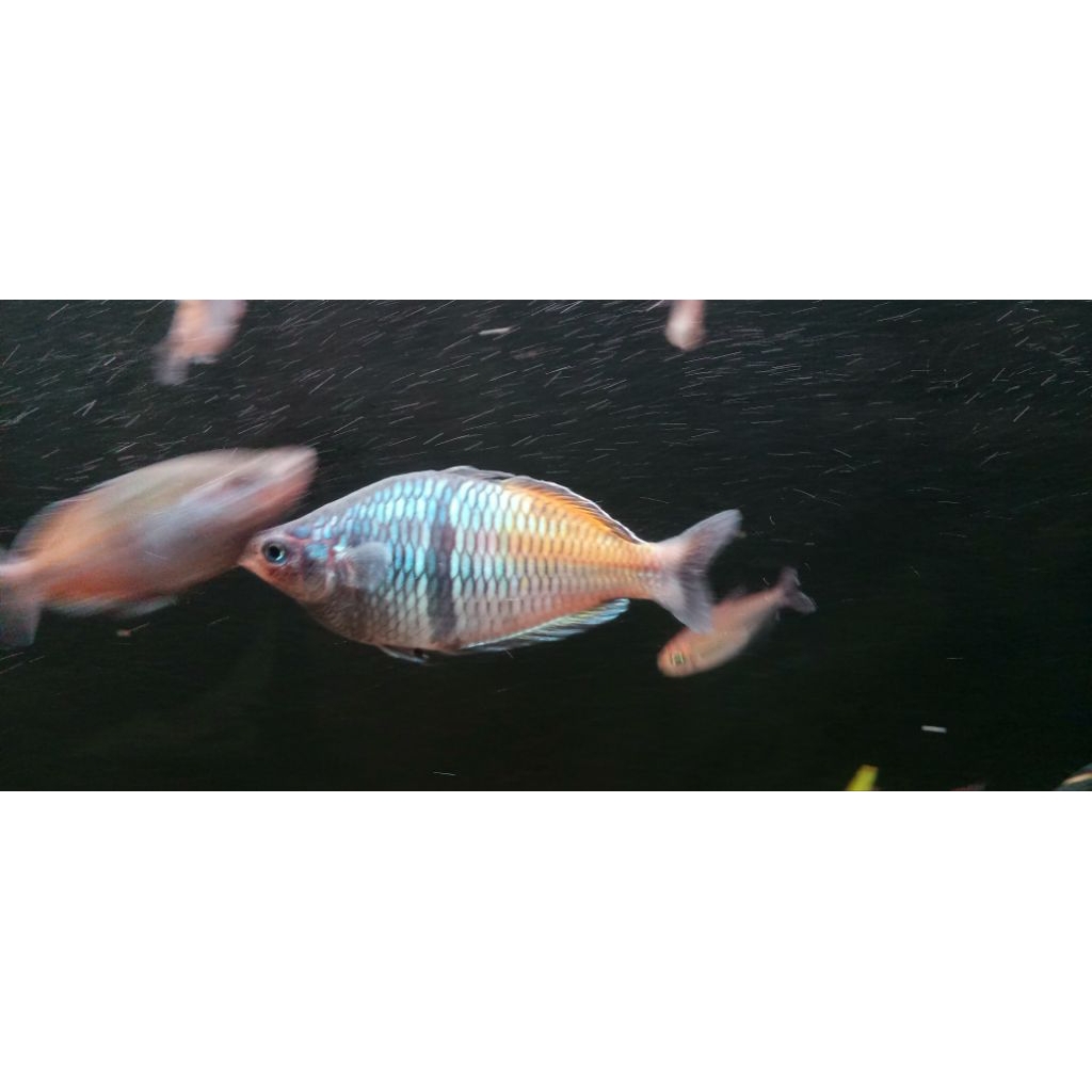 ikan hias rainbow boesemani jumbo