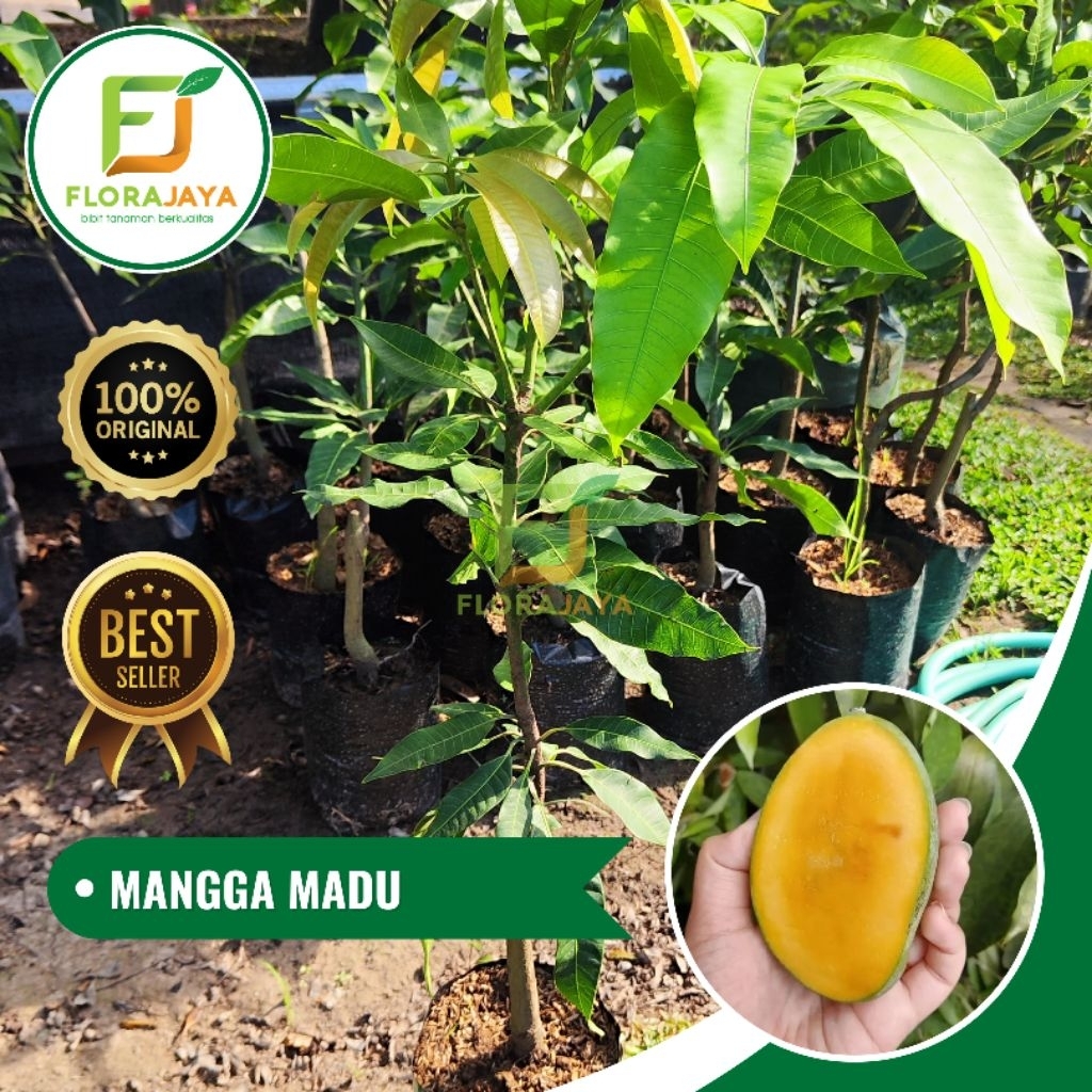 BIBIT MANGGA MADU OKULASI