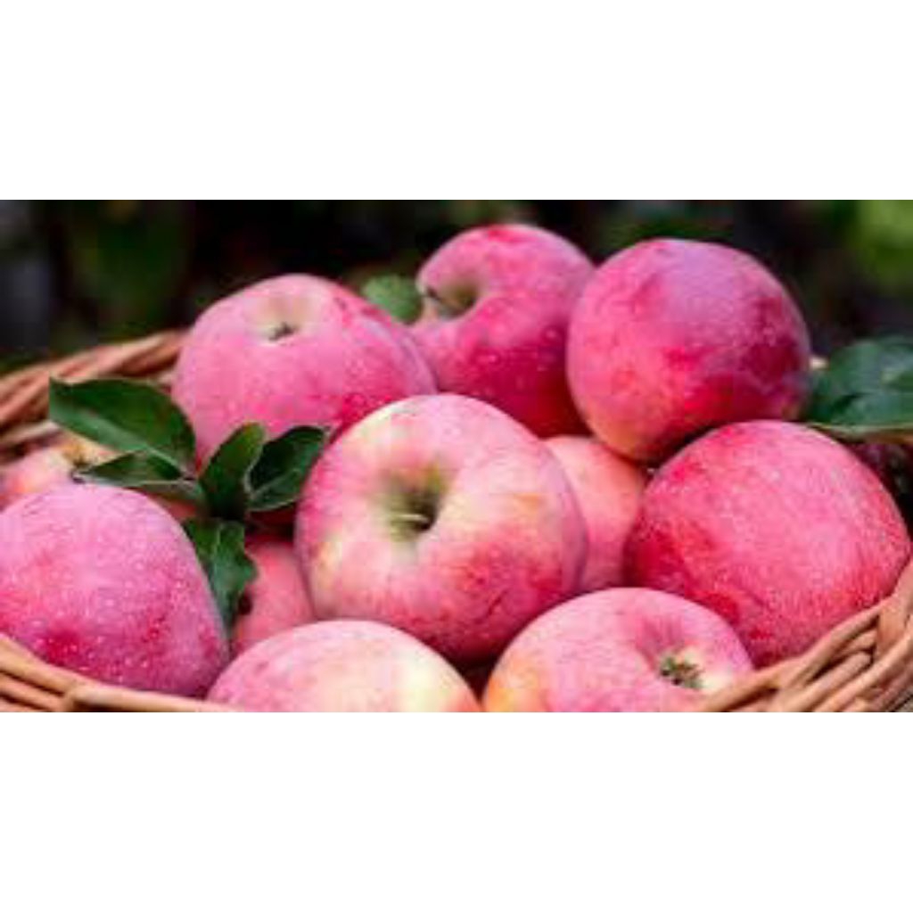 

apel fuji buah segar dan higenis