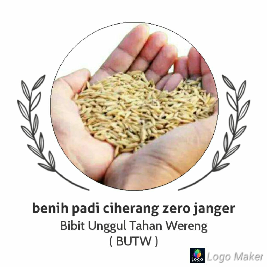 BENIH PADI CIHERANG ZERO JANGER/Bibit Unggul Tahan Wereng/Kwalitas Terbaik Kemasan 1Kg