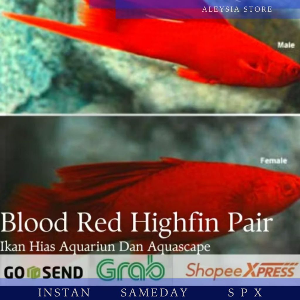 Platy Blood Red Highgin Sepasang Hiasan Aquarium Dan Aquascape