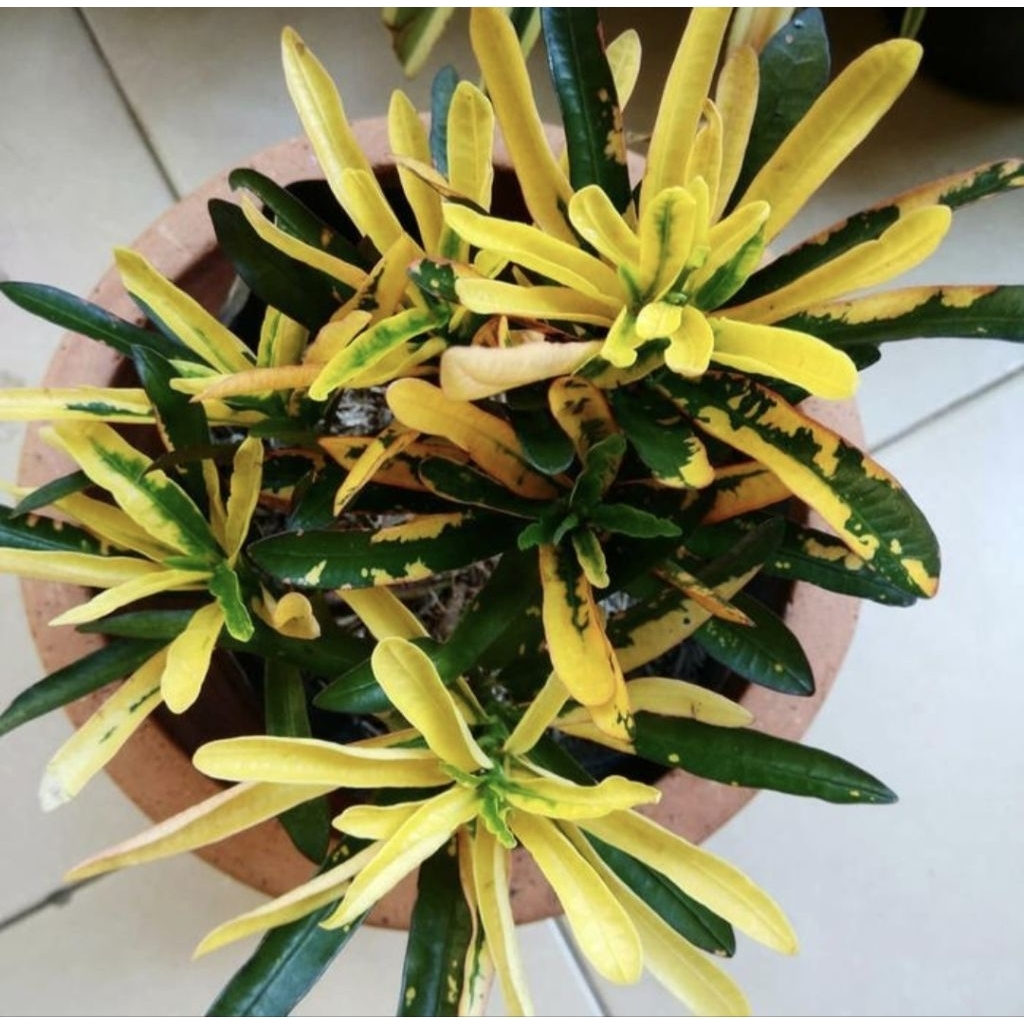 Pohon Puring Teri Kuning Tanaman Hias pohon Puring Teri Daun Kuning