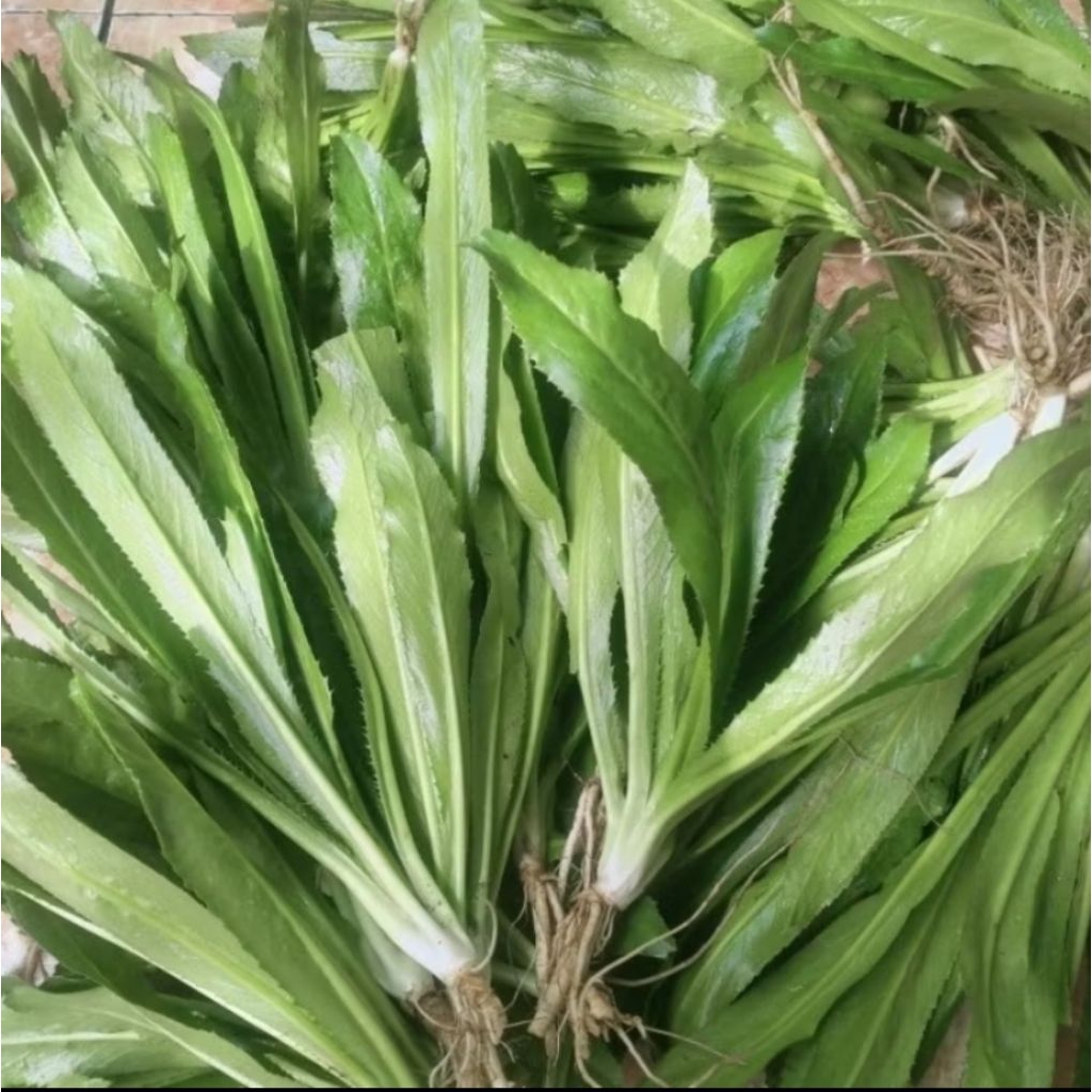 

Bibit walang sangit walang geni 10 Pohon Rp:9500