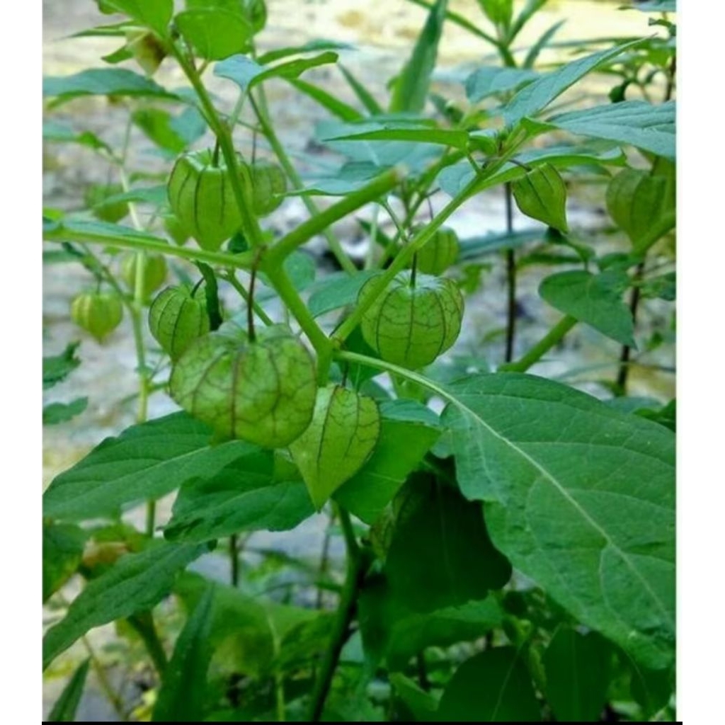 

Cecendet atau Ciplukan Batang,Akar,Daun,Buah 500g