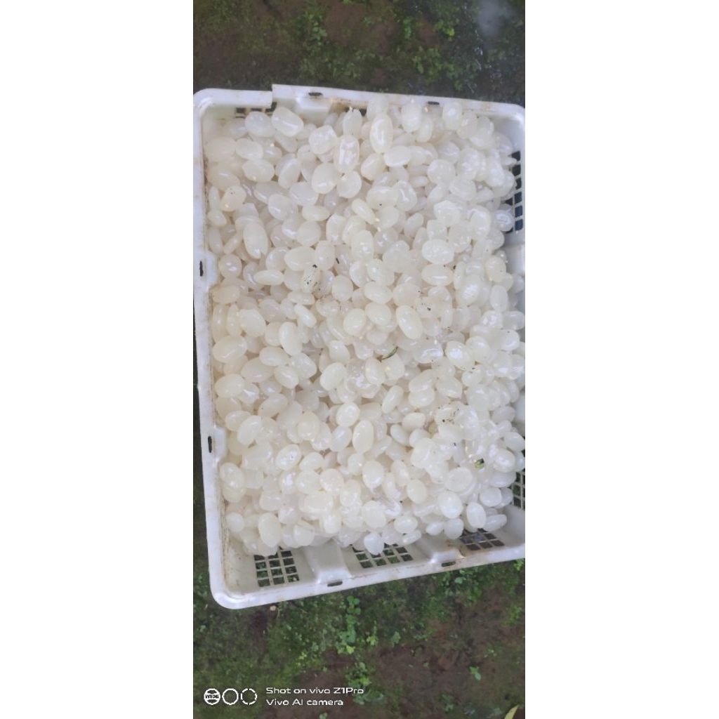 

KOLANG KALING 1KG
