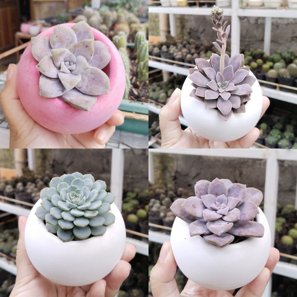 Paket Pot Bola Semen + kaktus + media + batu hias