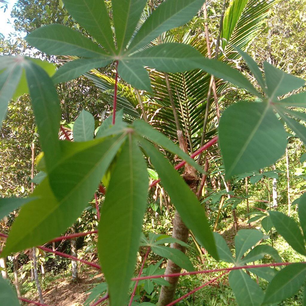 

daun singkong segar baru PTIK pr ikat