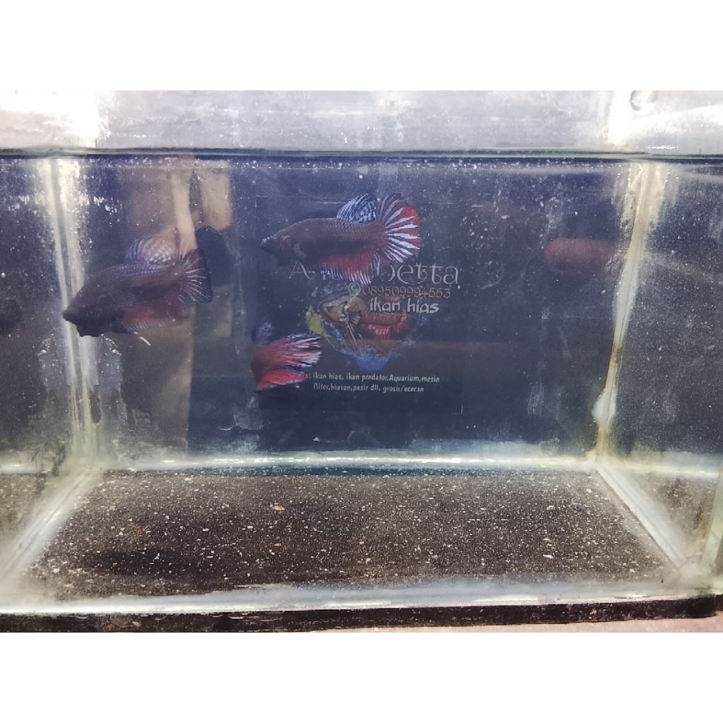 cupang bagan/black king