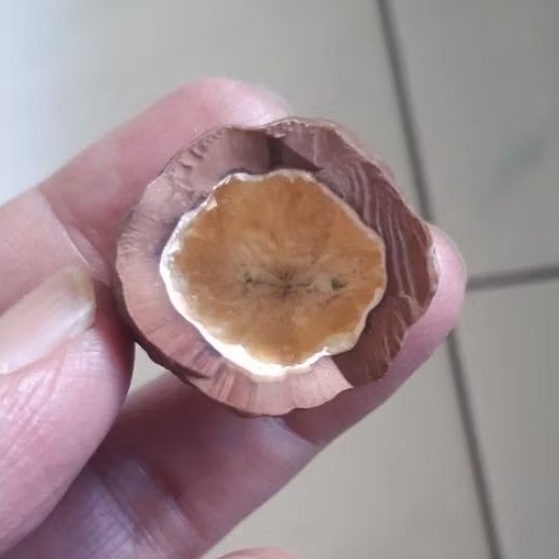 Kemiri Adu Muncang Adu Anak MD Full Tua