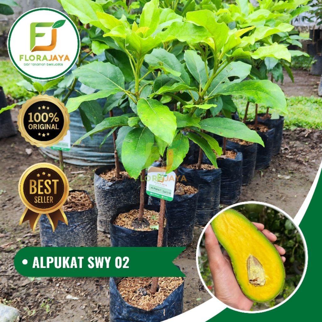BIBIT ALPUKAT SWY 02 OKULASI