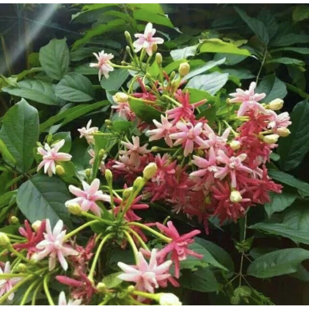 Pohon Melati Belanda Tanaman Rambat Pohon Bunga Melati Belanda