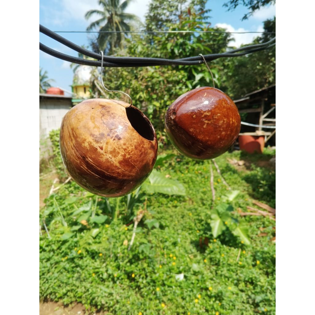Batok kelapa utuh,batok kowong bulat vernis