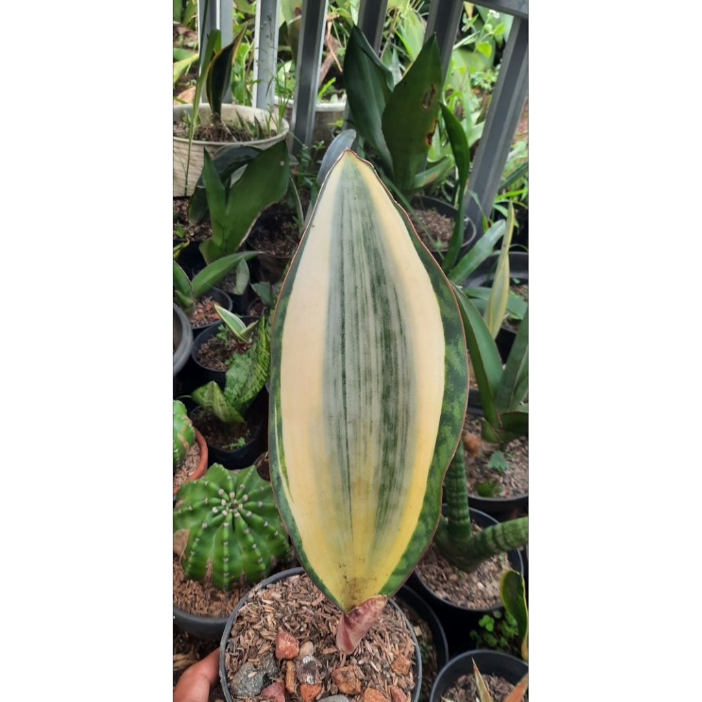 SANSIVIERA GIANT MASONIA VARIGATA, SANSIVIERA CENTONG BESAR, TANAMAN HIAS INDOOR DAN OUTDOOR