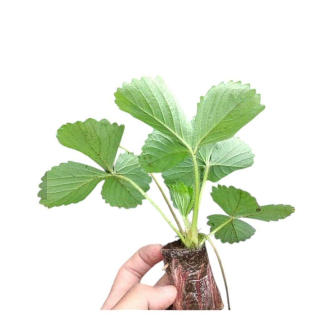Bibit tanaman buah strawberry jenis mencir