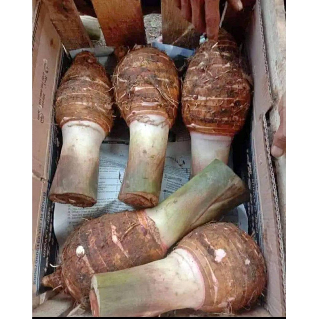 

Talas Bogor Asli Fress