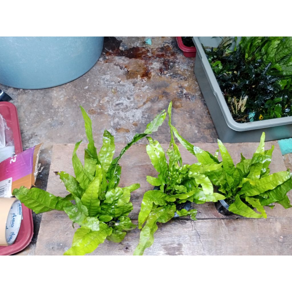 tanaman air Kadaka aquascape