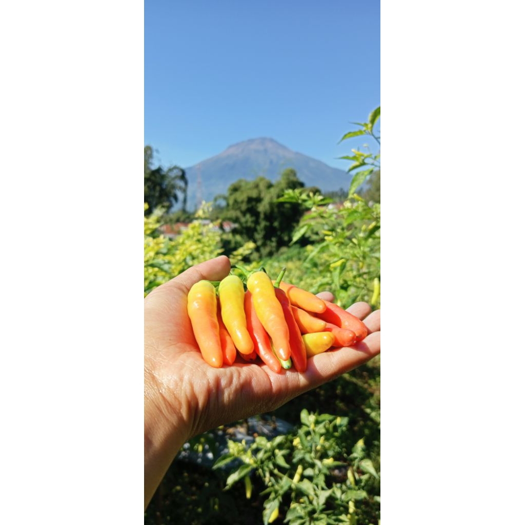 

Cabe rawit merah super segar500gr/1kg langsung dari petani