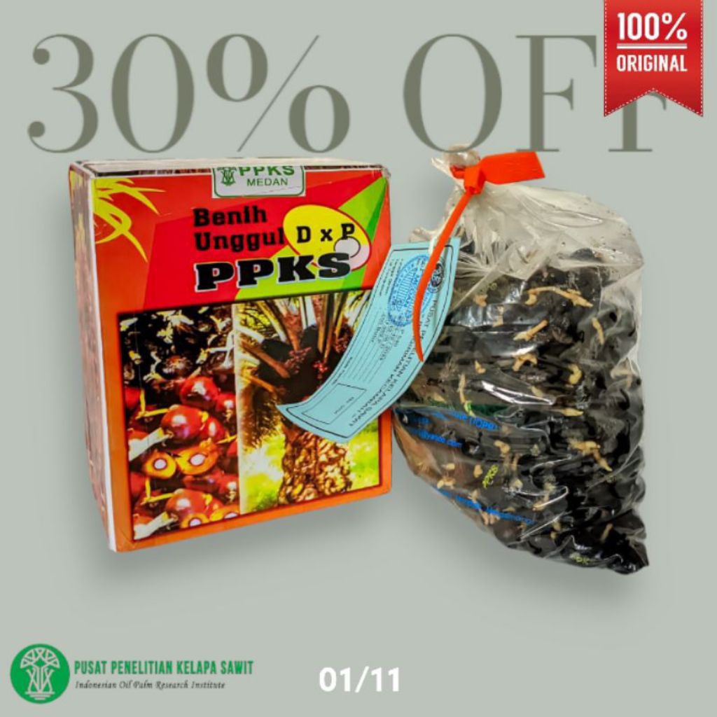 bibit kecambah sawit unggul PPKS 239 asli medan isi 250 butir