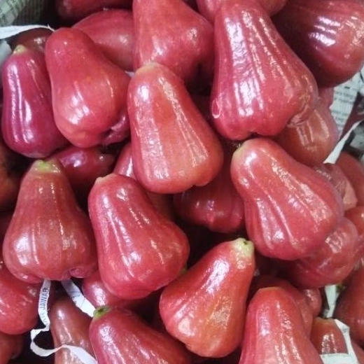 

jambu air citra 500g fresh
