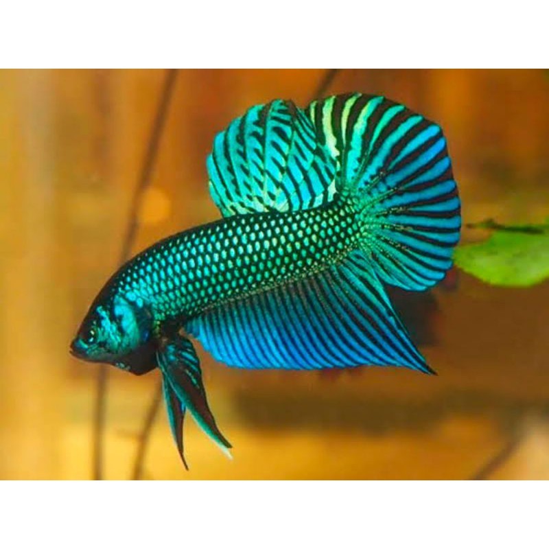 Wild Betta Mahachai