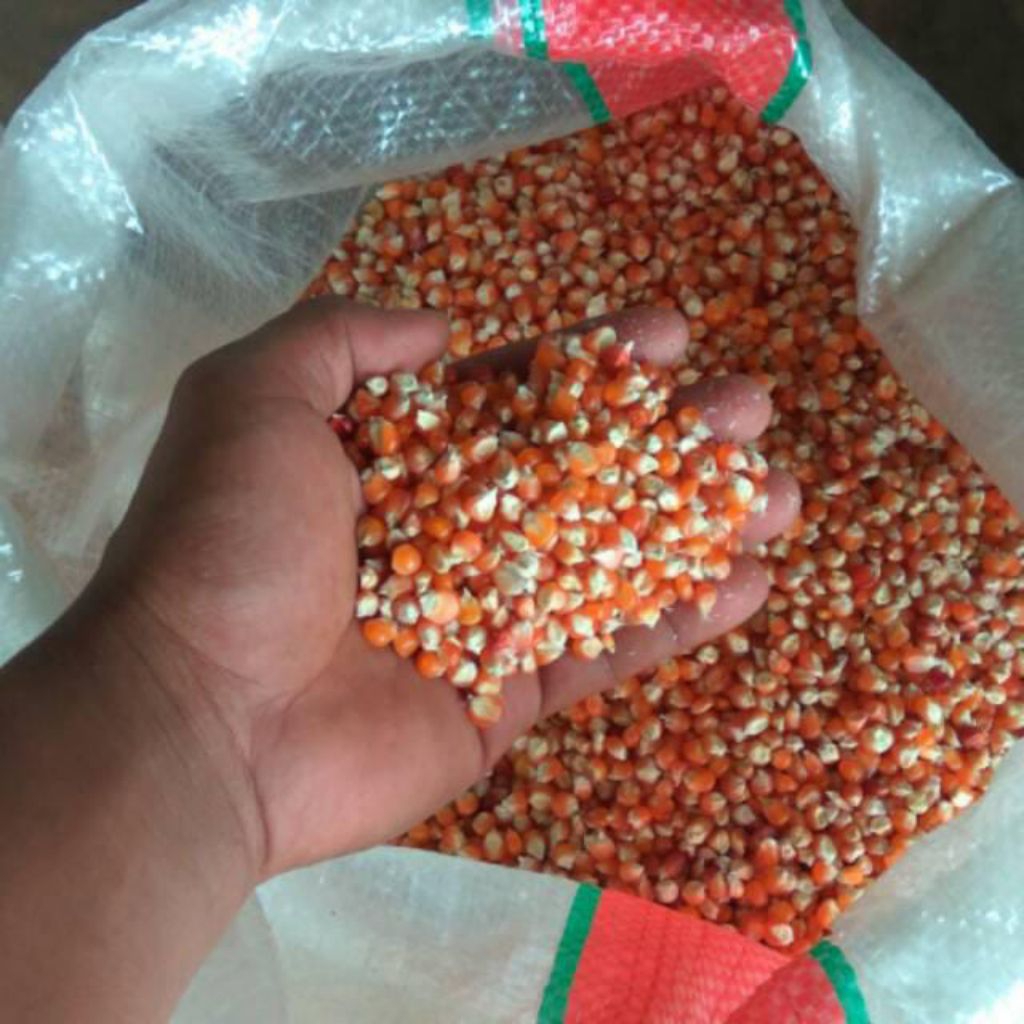 Jagung Pakan Burung Dara, Jagung Kristal Kecil, Jagung Pakan Ayam 1kg