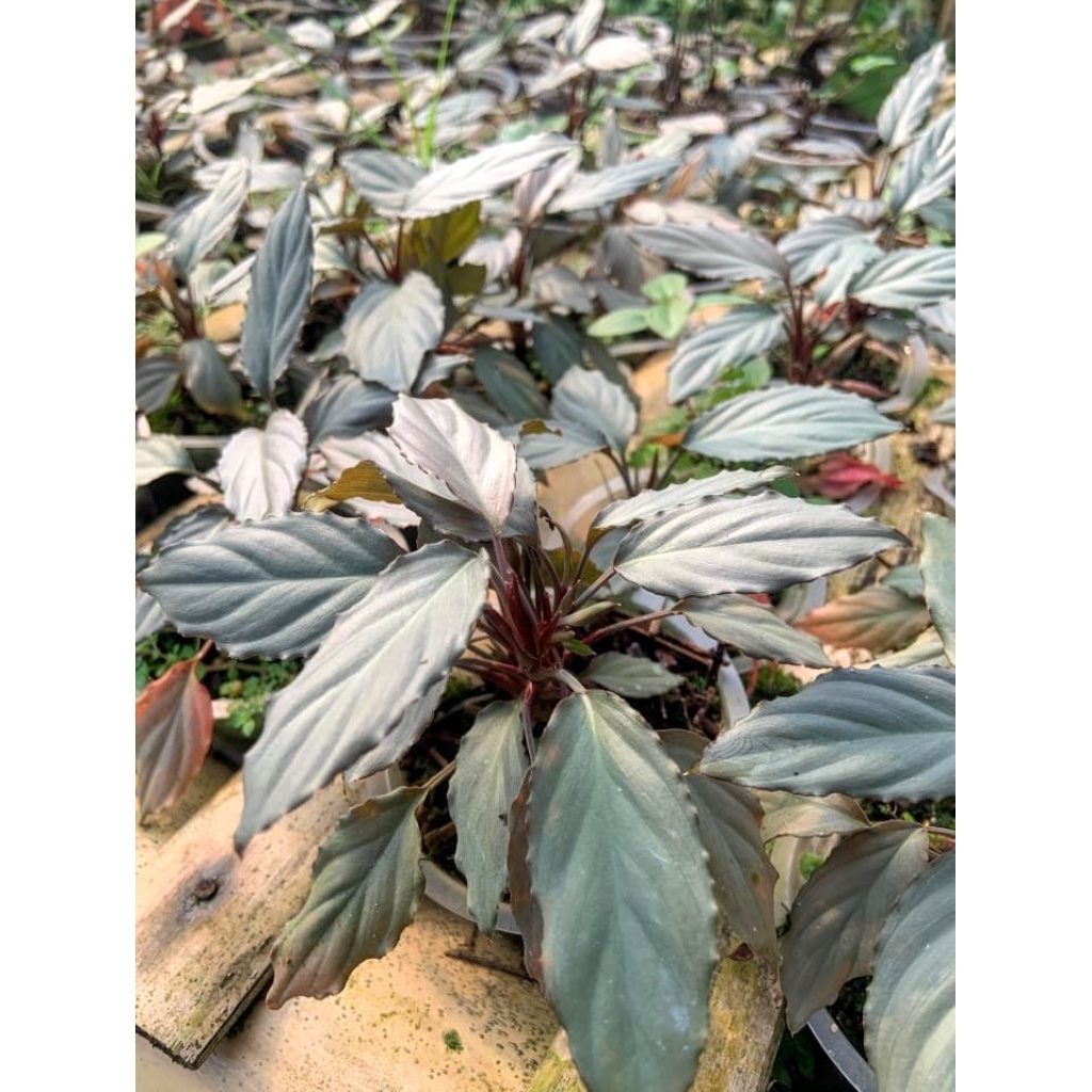 Homalomena red silver