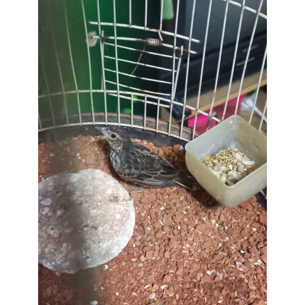 PROMO MURAH LEBAY branjangan parva