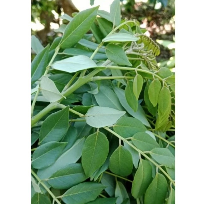 

daun segar fress pohon gamal 1 kg bahan organik