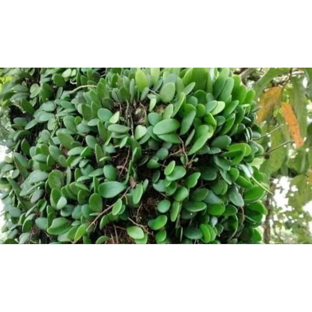 

Daun sisik naga asli hijau