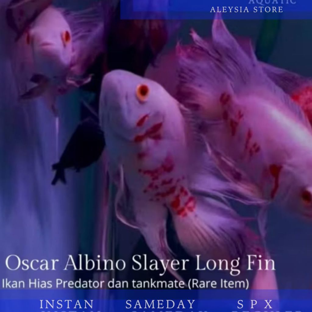 Oscar Albino Slayer Longfin Good Quality Hiasan Aquarium