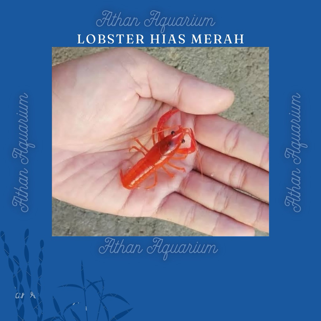 Lobster hias merah air tawar size besar uk 9-10cm
