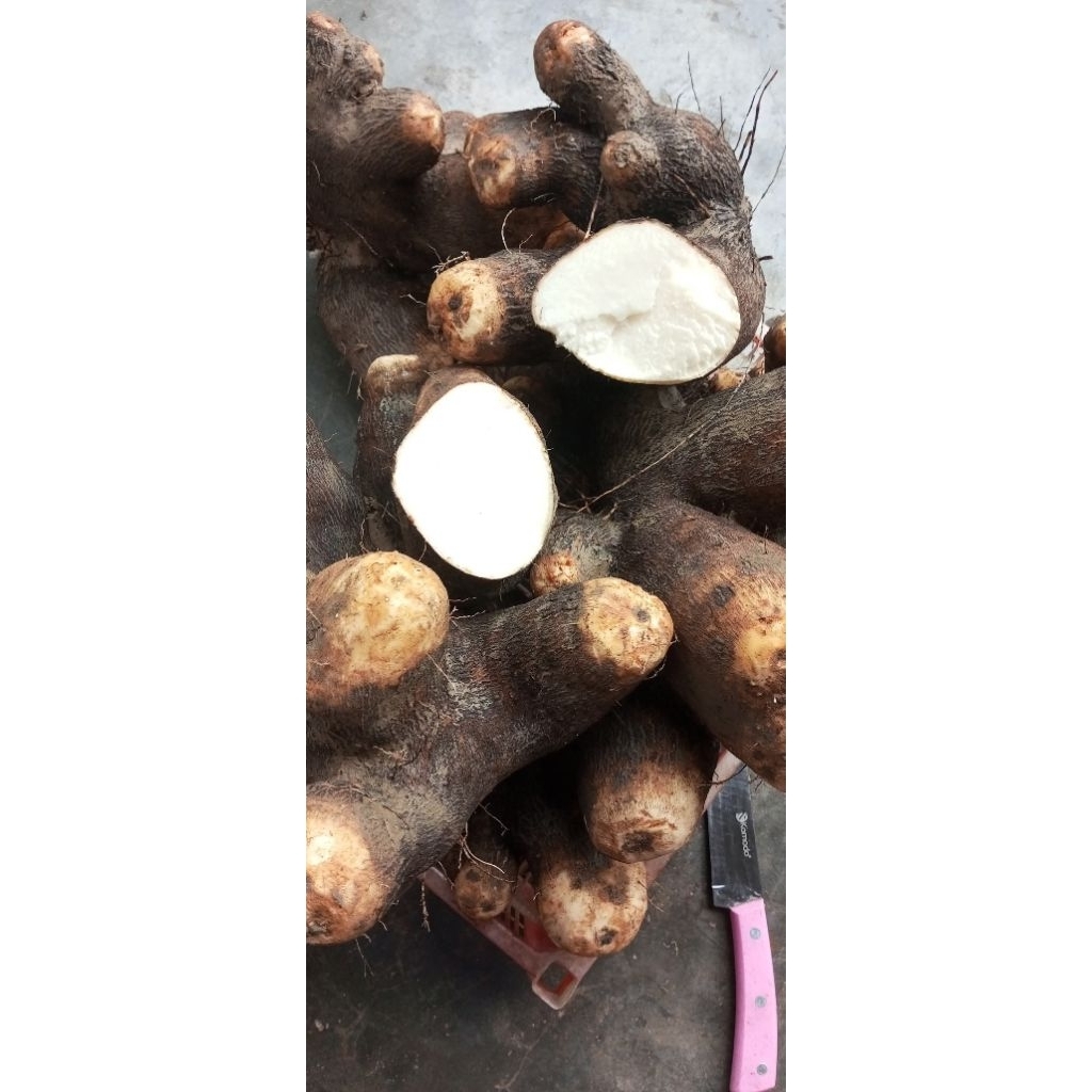 

Umbi uwi fresh manis putih bancar Tuban 1,5 kg