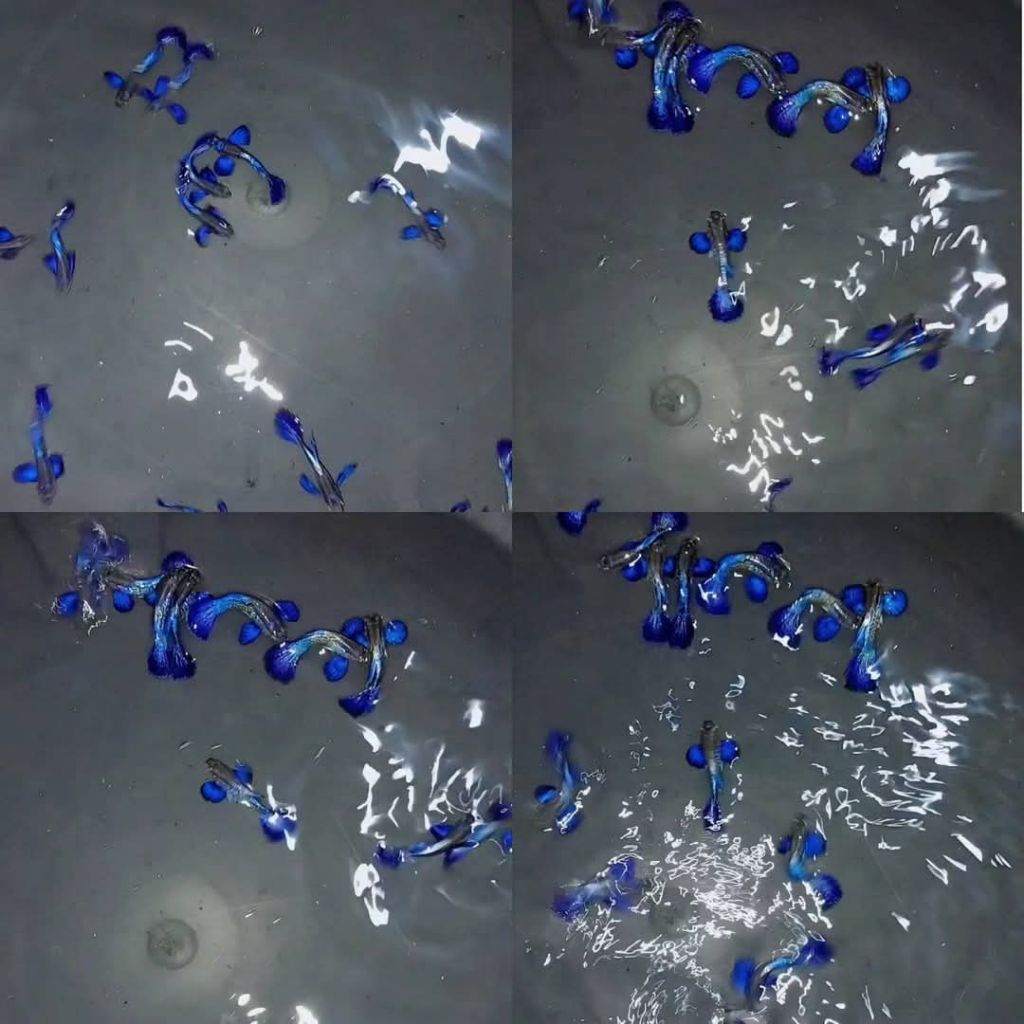 stiker guppy purple berry dragon big ear