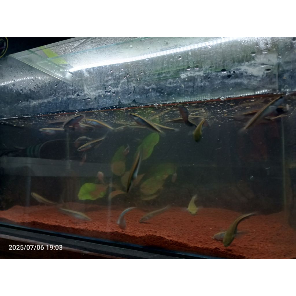 Box isi ikan Channa Maru YS / Red Pbun