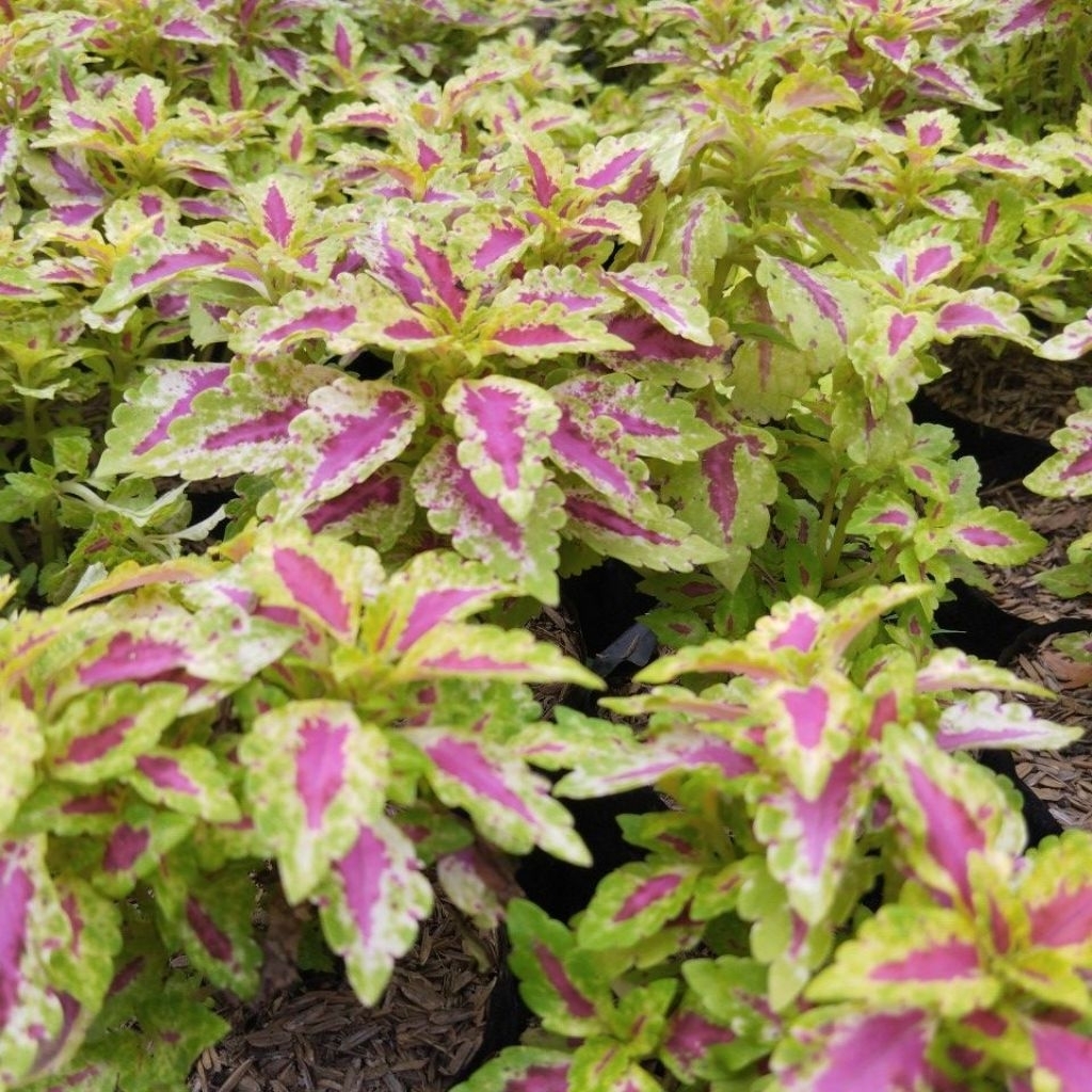 Tanaman miana coleus tanaman hias miana iler miana coleus