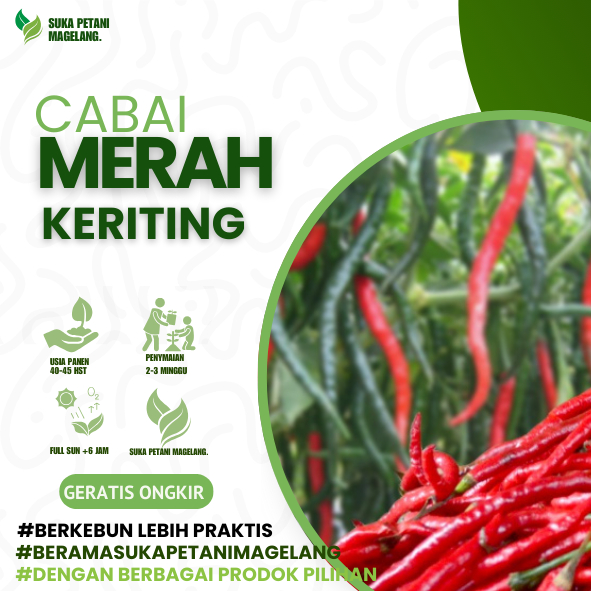 15 Biji - Benih CABE MERAH KERITING hibrida, Cabai besar tahan virus