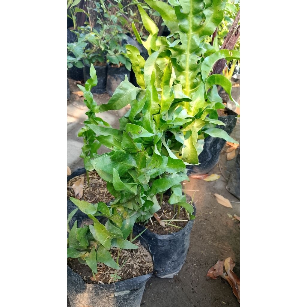 TANAMAN HIAS BUNGA PAKIS LIDAH API/Twister