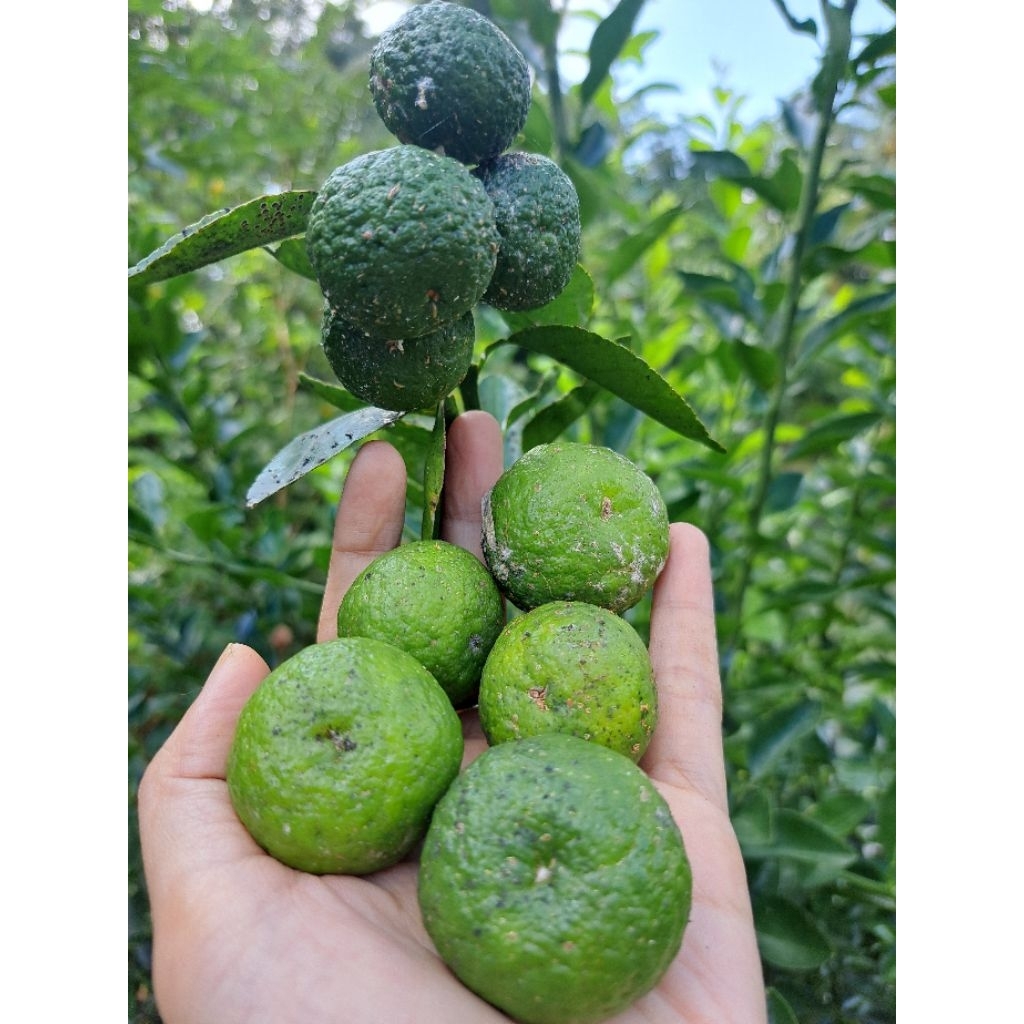

Jeruk limo limau jeruk sambal 100 gram an