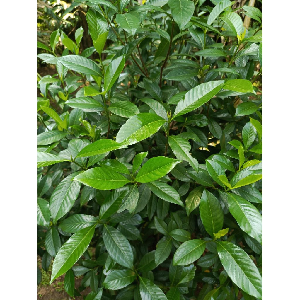 

DAUN KACA PIRING HERBAL