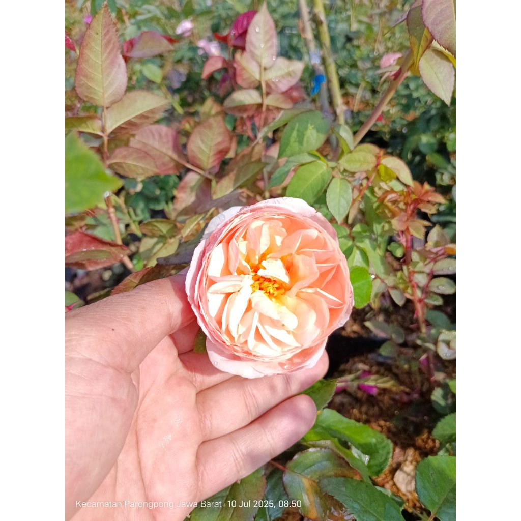 bunga mawar jenis pink cantik