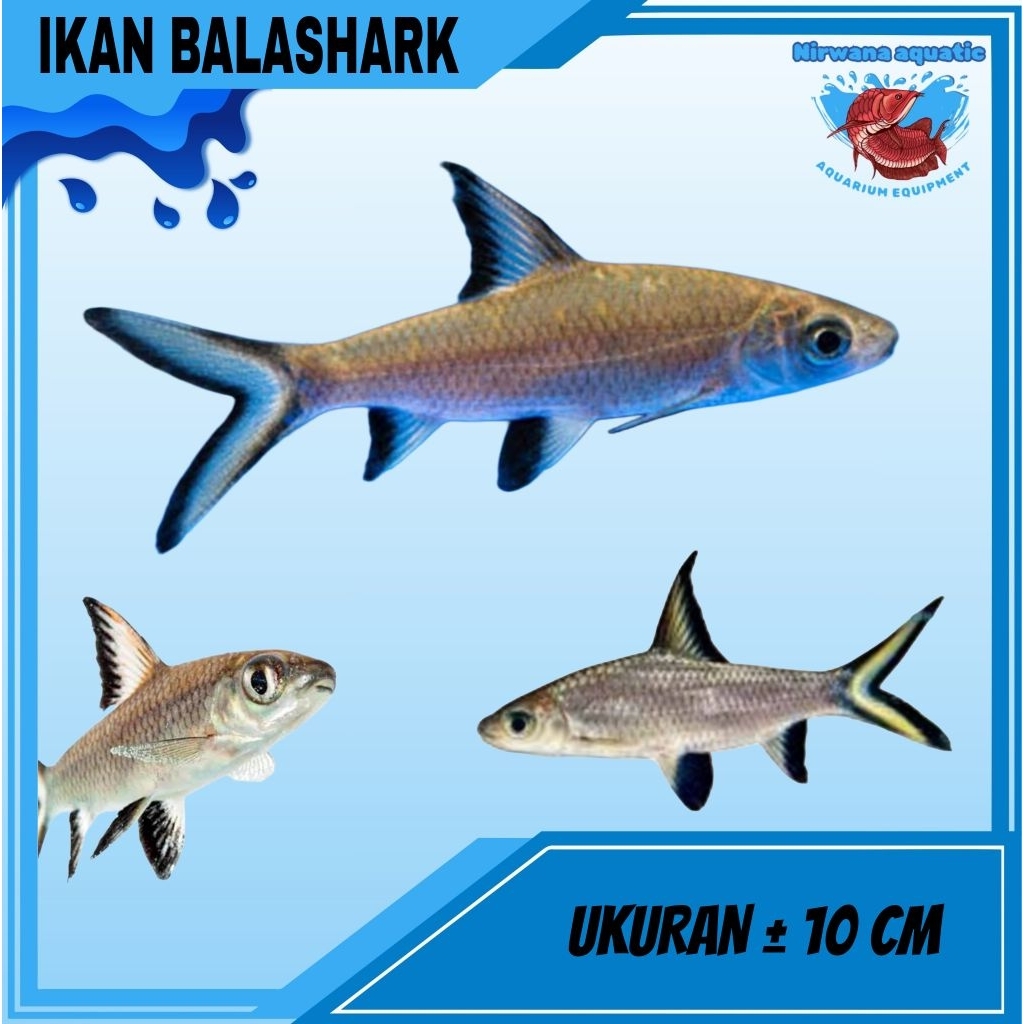 

(INSTAN) BALASHARK