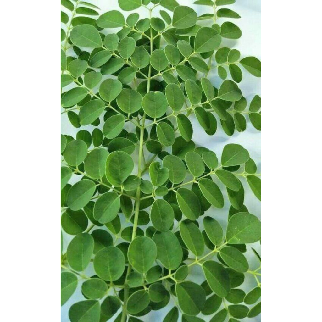 

DAUN KELOR SEGAR 200grm/moringga leaves dipetik langsung saat orderan masuk