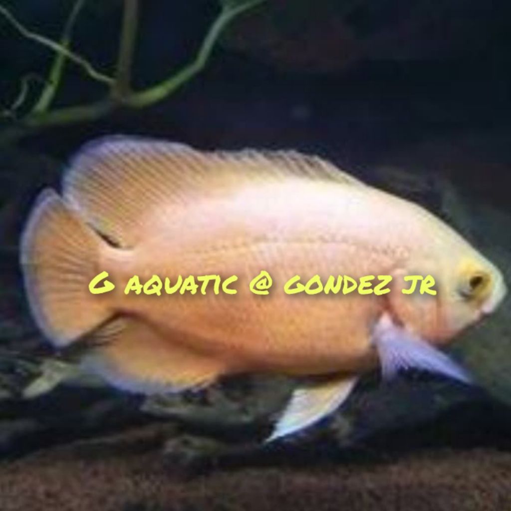 ikan Oscar Paris albino size 8-9cm