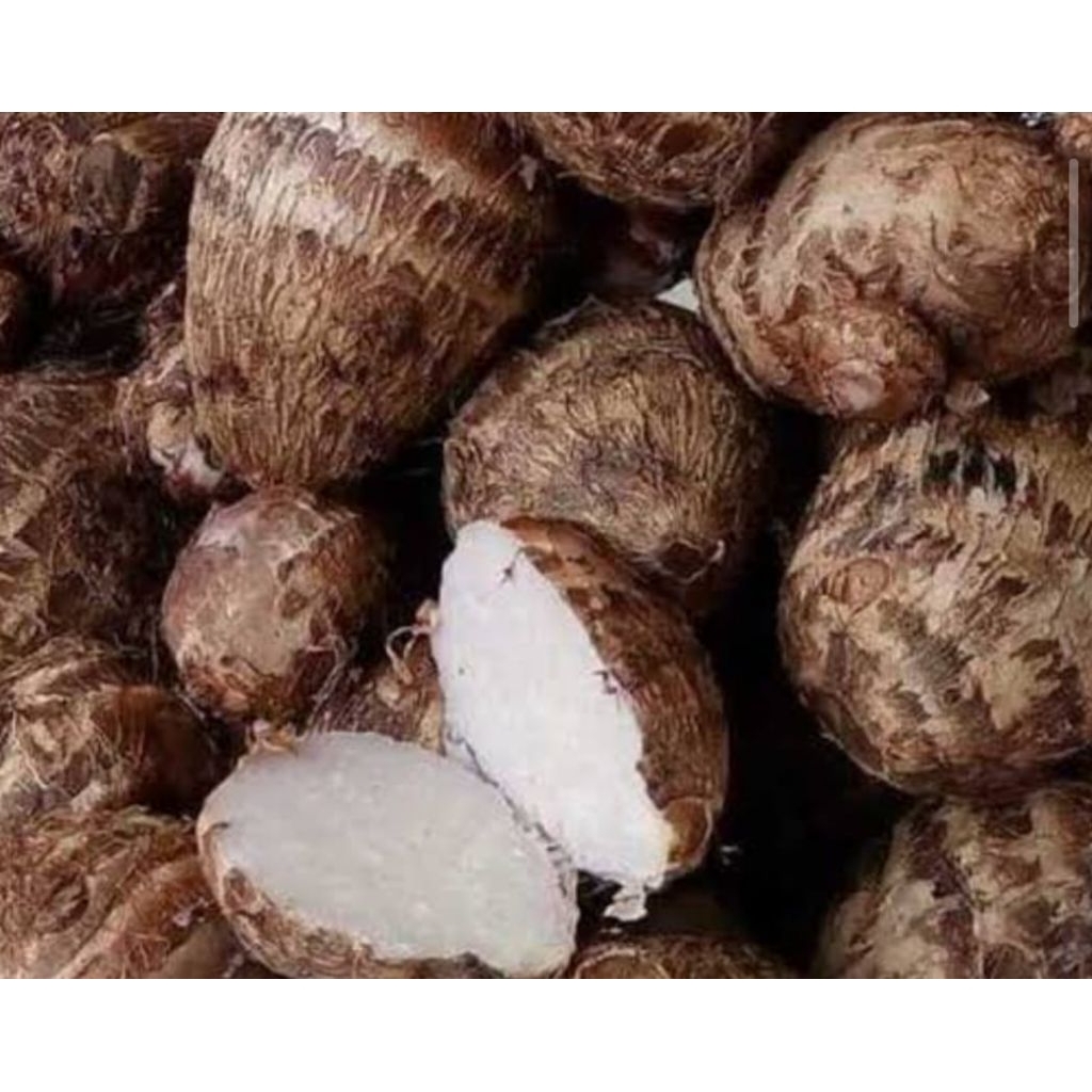 

umbi talas per 1 kg